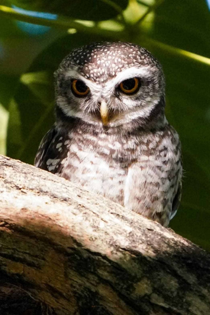 Sony Thai and BCST builds first owl house at Wachirabenchatat Park